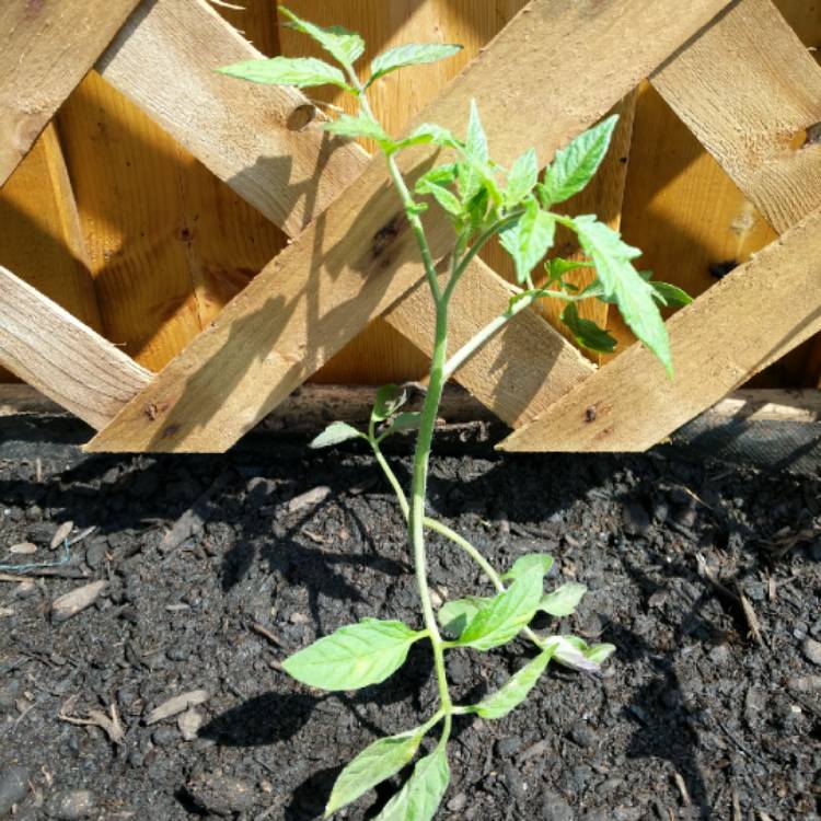 plant image 716190