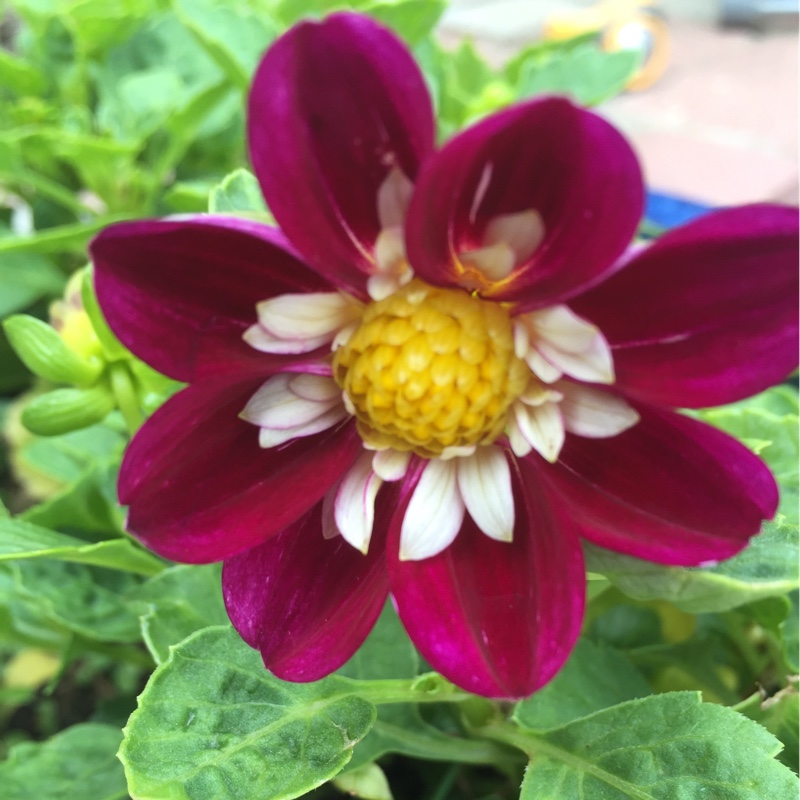 Plant image Dahlia 'Blended Beauty'