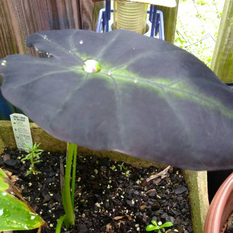 Plant image Colocasia esculenta 'Black Beauty'