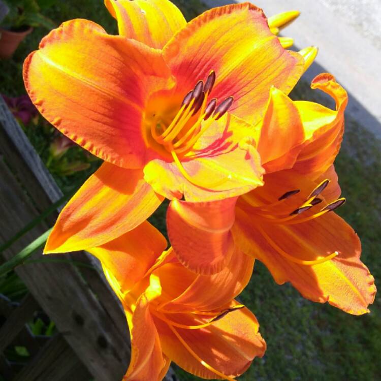 Plant image Hemerocallis 'Bass Gibson'