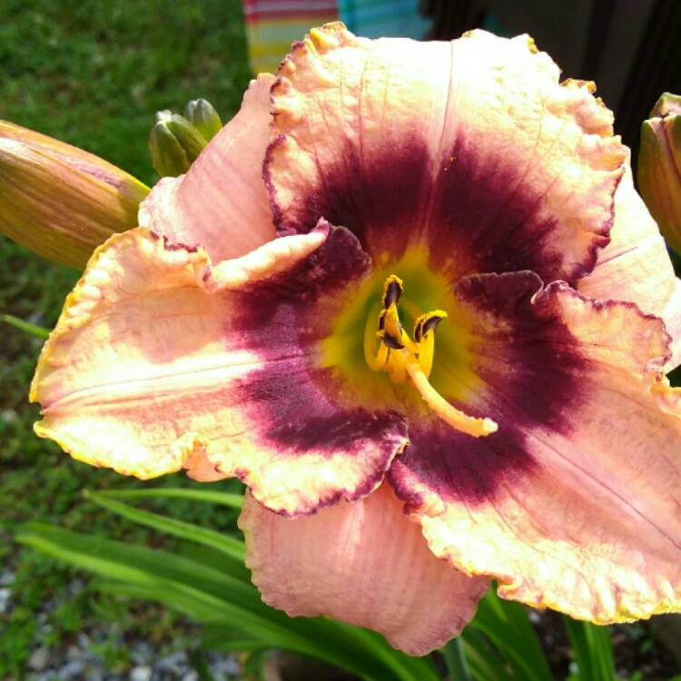 plant image 464722