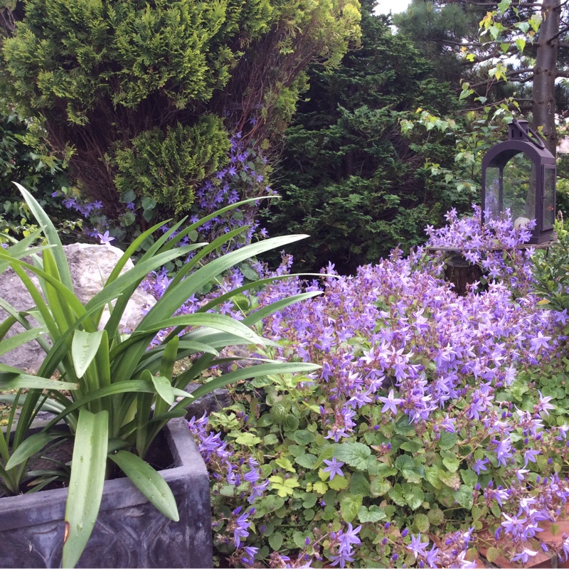 George's garden