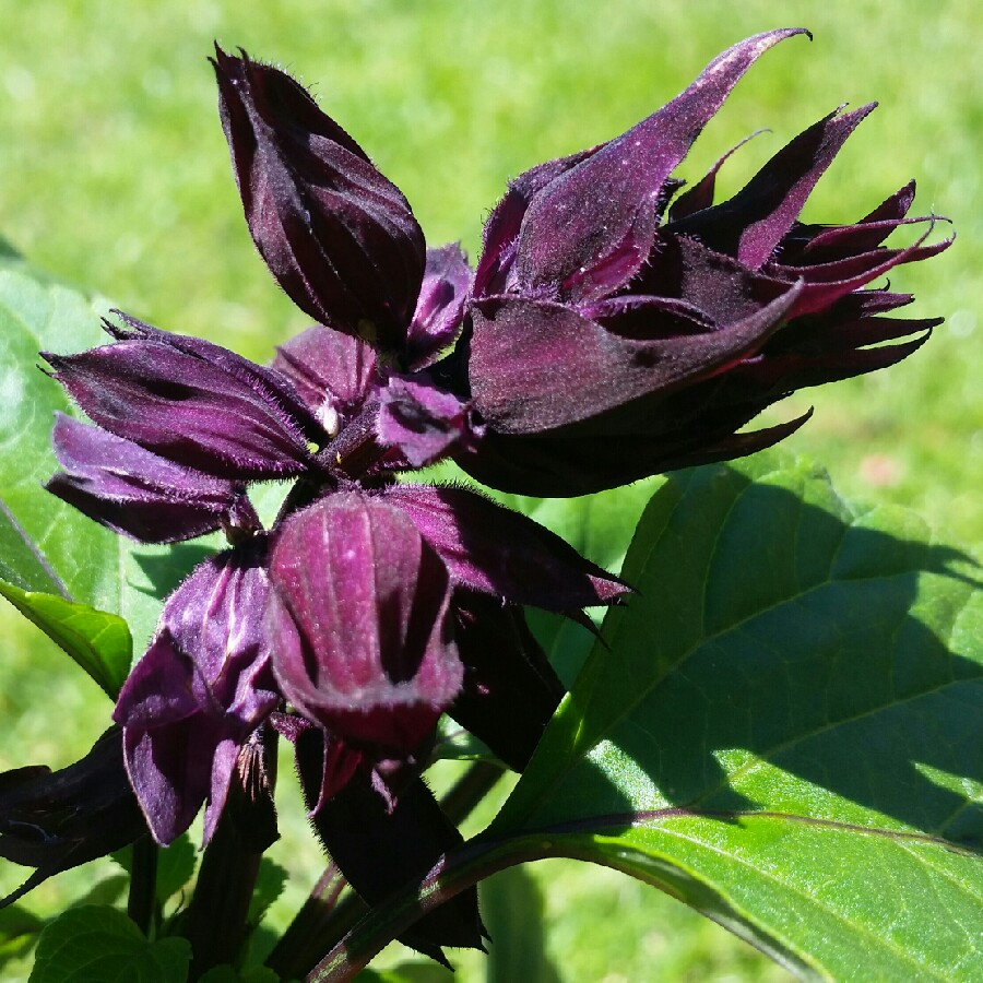 Salvia splendens 'Fireball'