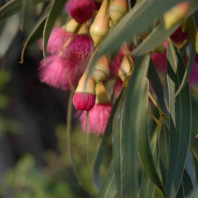 plant image 1060537