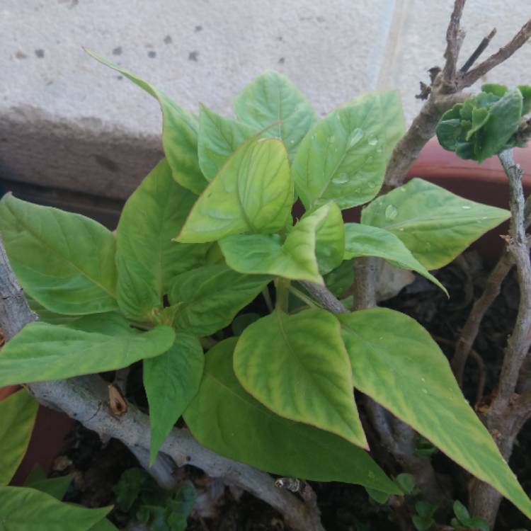 Plant image Celosia argentea plumosa 'Fairy Fountains'