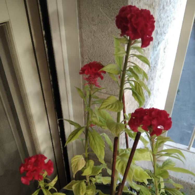 Plant image Celosia argentea plumosa 'Fairy Fountains'