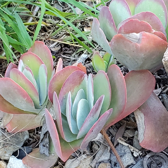 Plant image Kalanchoe Flapjacks