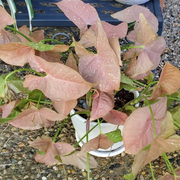 plant image 1483299