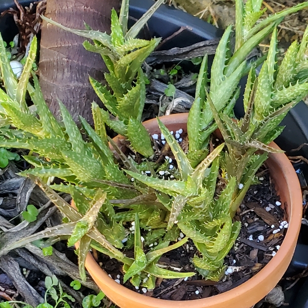 plant image 1483808