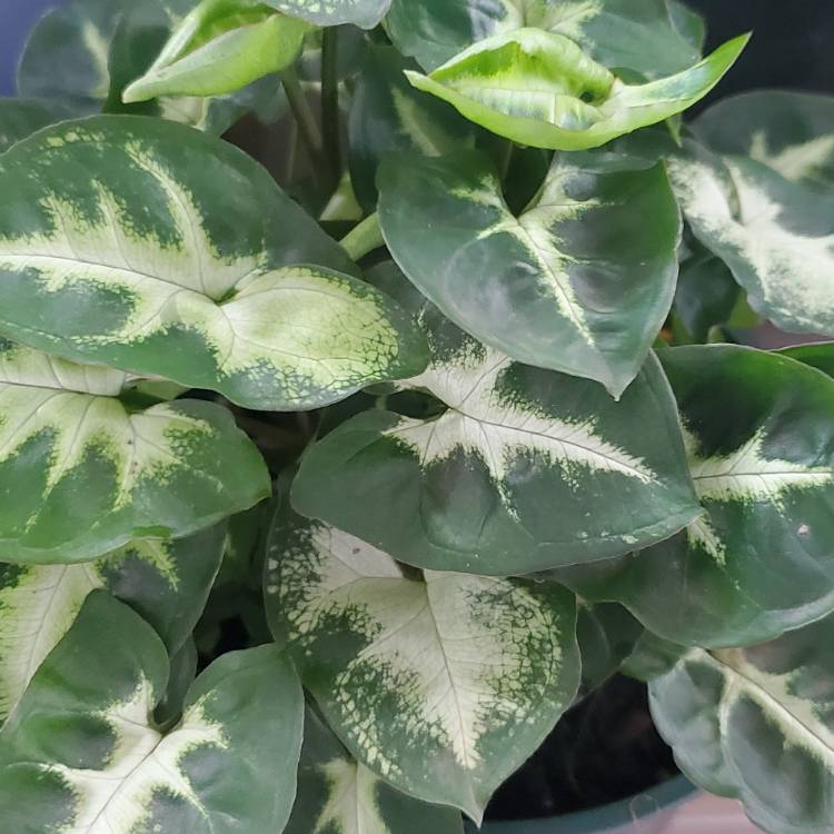 plant image 1575007