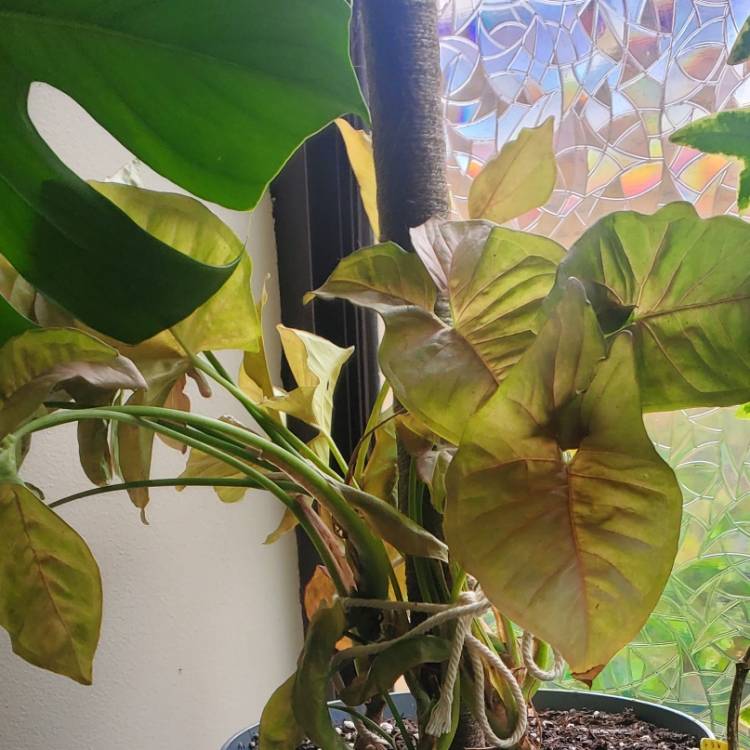 plant image 1639670