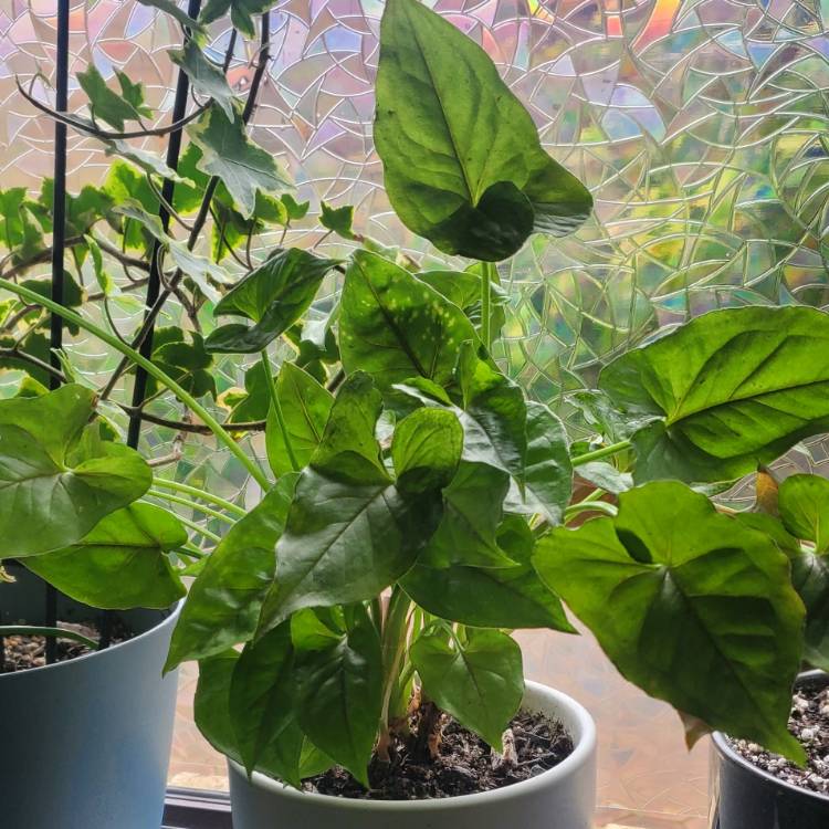 Plant image Philodendron Bipinnatifidum