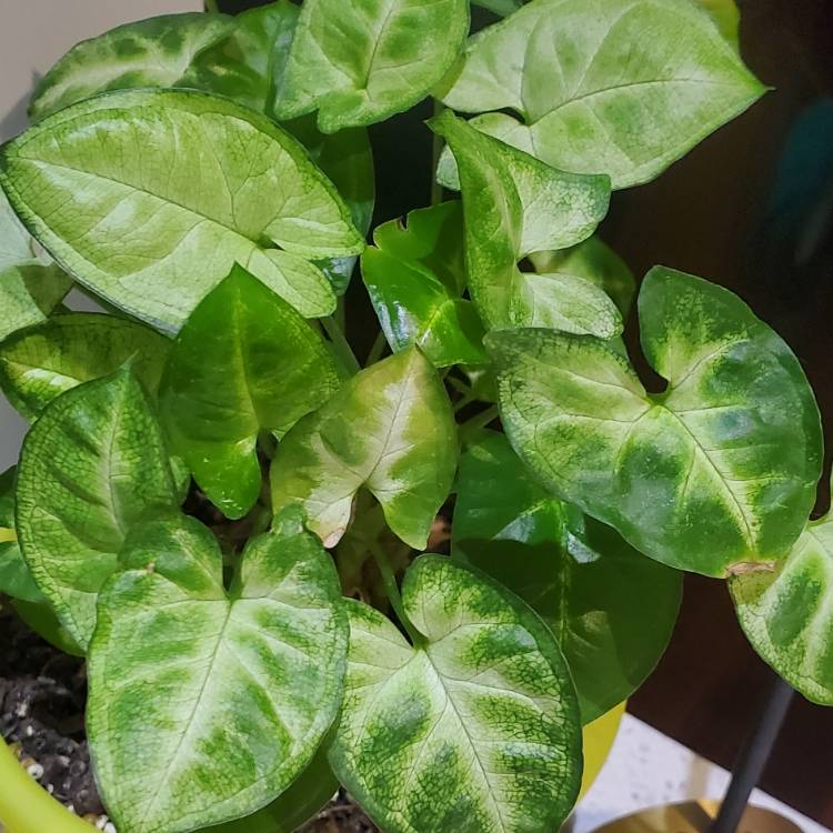 plant image 1640262