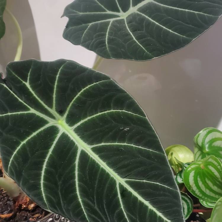 plant image 1640265