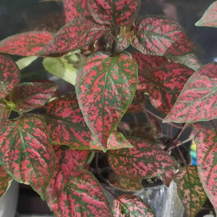 plant image 1640266