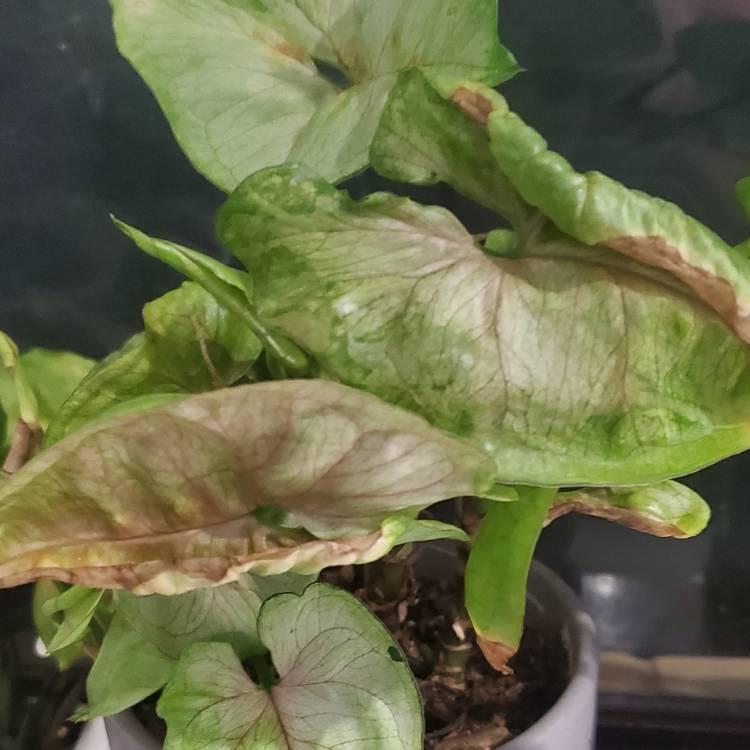 plant image 1640267