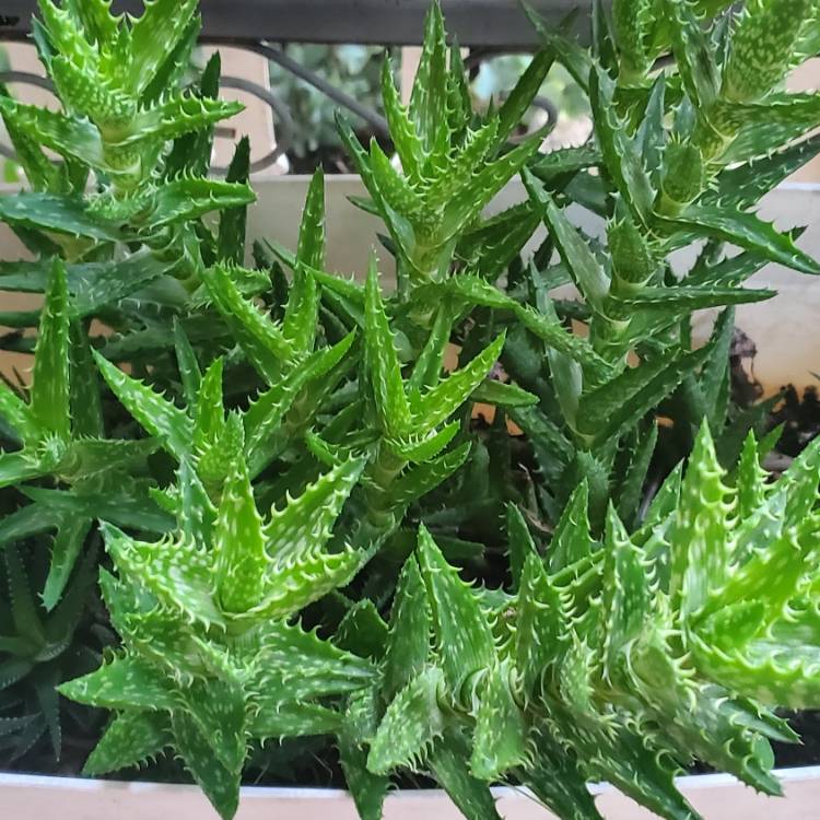 plant image 1644517
