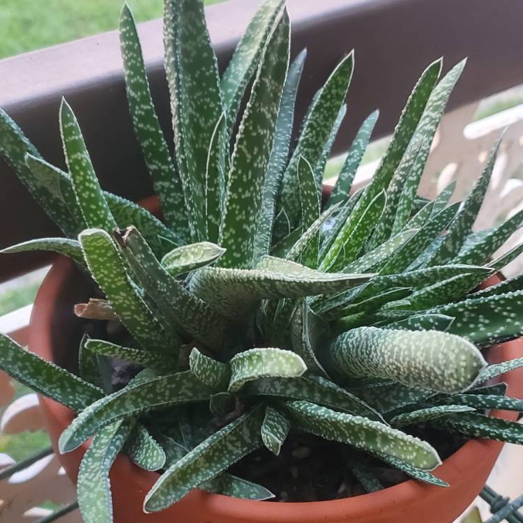 plant image 1644520
