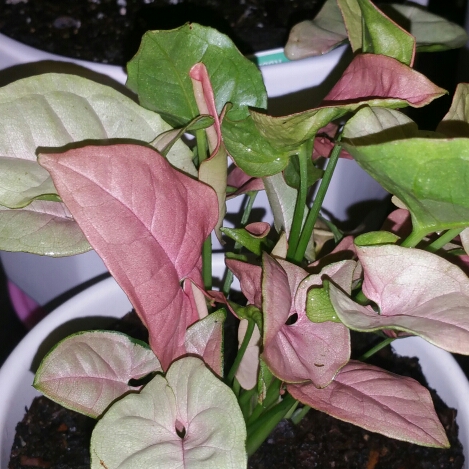 Plant image Syngonium 'Strawberry'