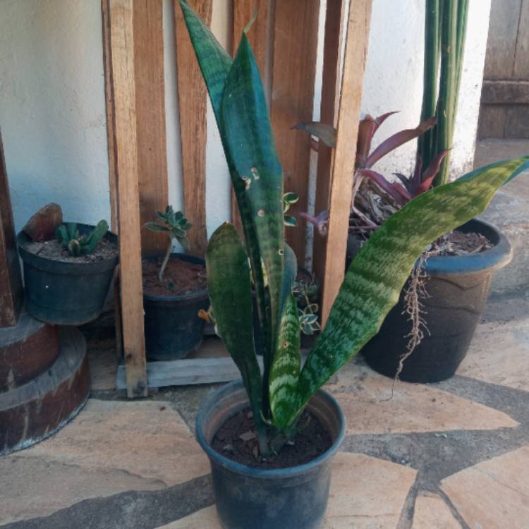 plant image 1390637