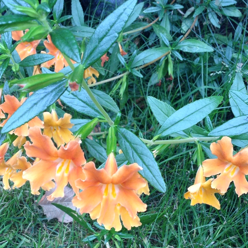 Plant image Mimulus aurantiacus