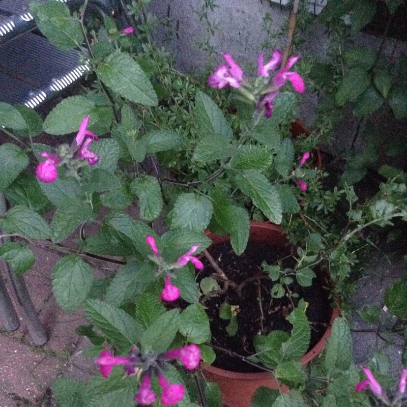 plant image 185728