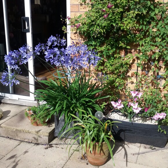 African Lily