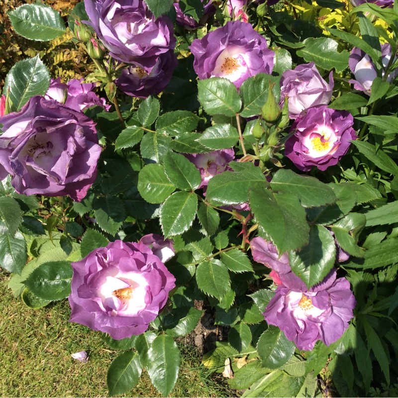 Plant image Rosa 'Tannacht' syn. Rosa 'Blue Moon', Rosa 'Blue Munday', Rosa 'Sissi', Rosa 'Navo-Rose', Rosa 'Mainzer Rad', Rosa 'Mainzer Fastnacht'