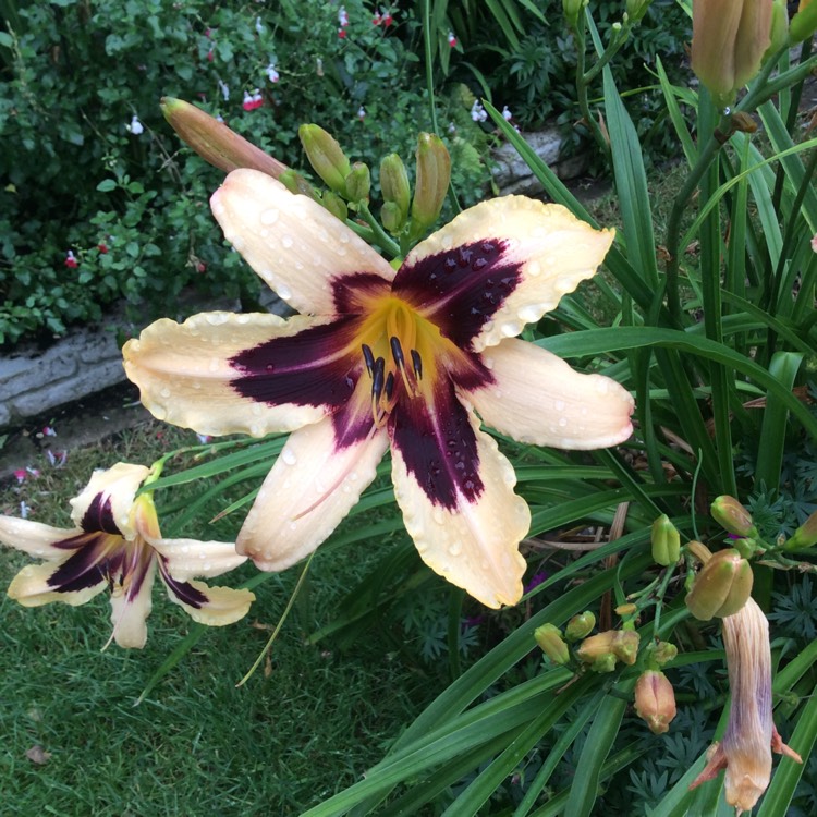 Plant image Hemerocallis 'Blueberry Cream'