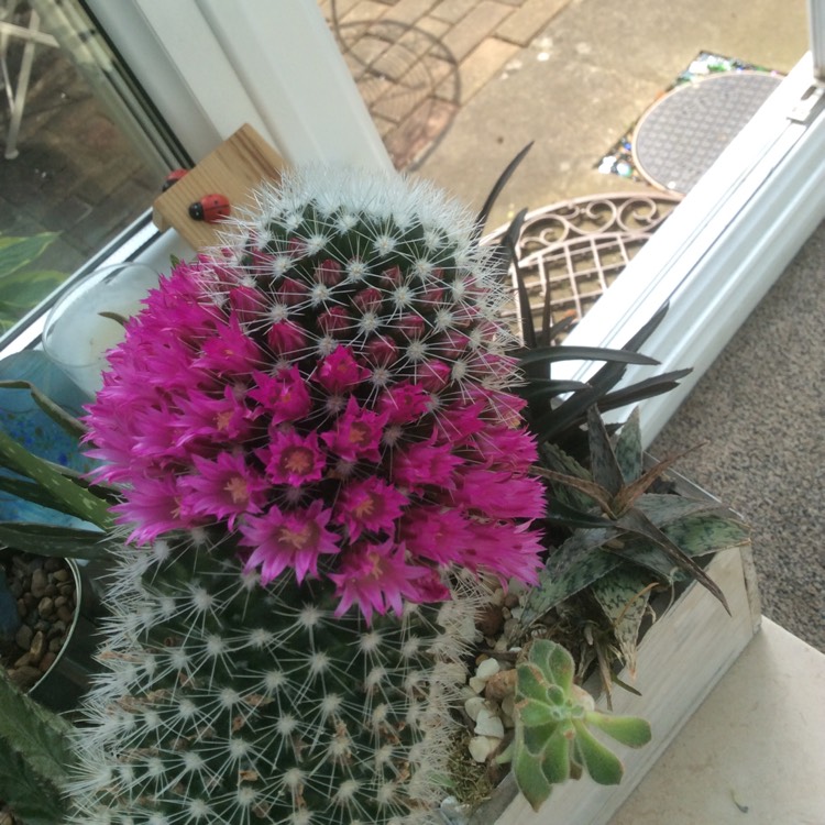 plant image 717770