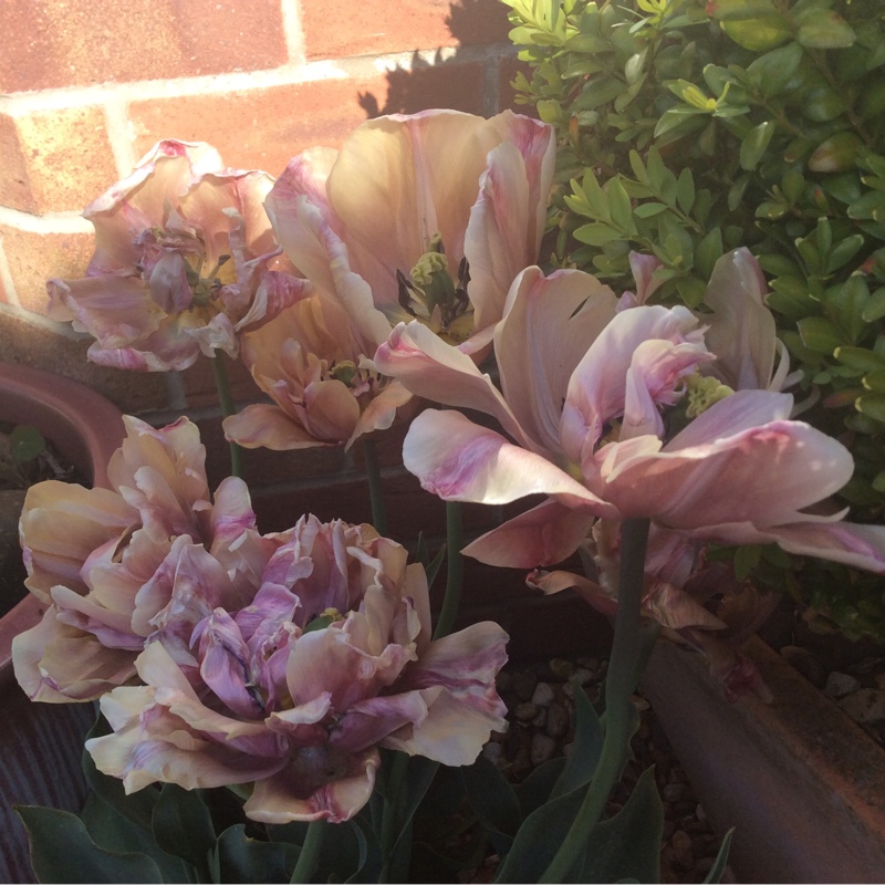Plant image Tulipa 'Sweet Desire'