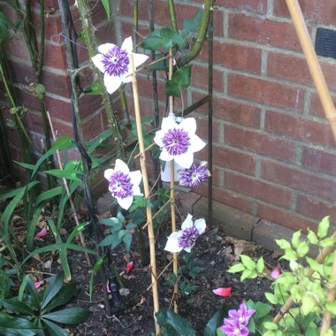 Clematis florida 'Sieboldii'