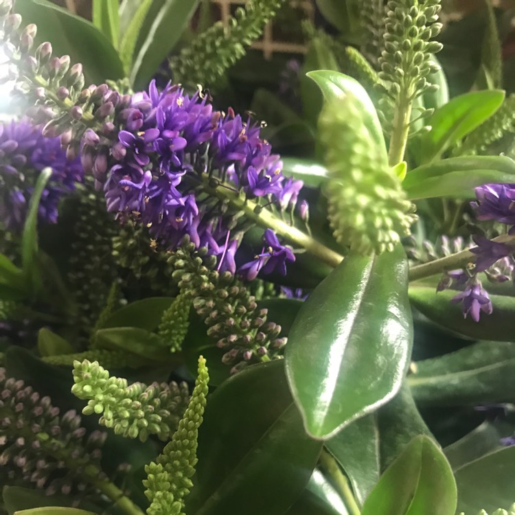 Plant image Hebe 'Addenda Lisa'