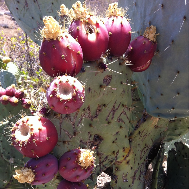Bunny Ears Cactus
