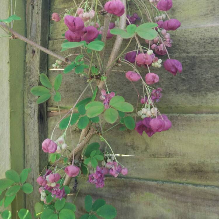 Plant image Akebia quinata