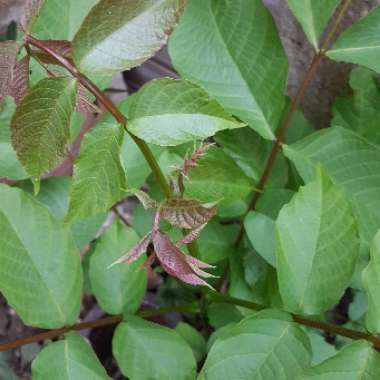 Gilly's garden