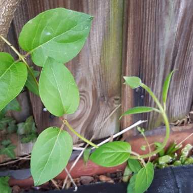 Honeysuckle