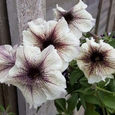 Gilly's garden