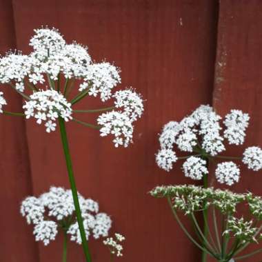 Gilly's garden