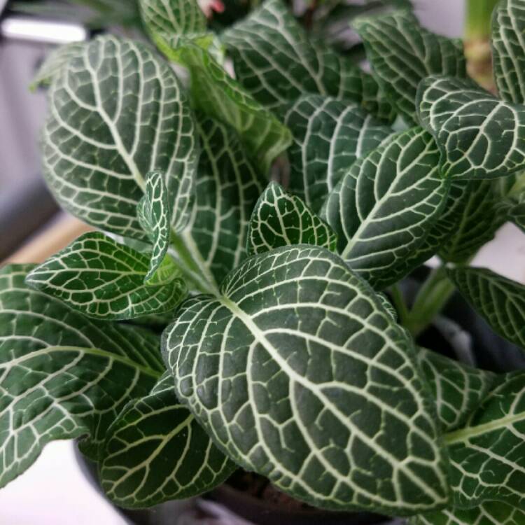 Plant image Fittonia argyroneura 'White Anne'