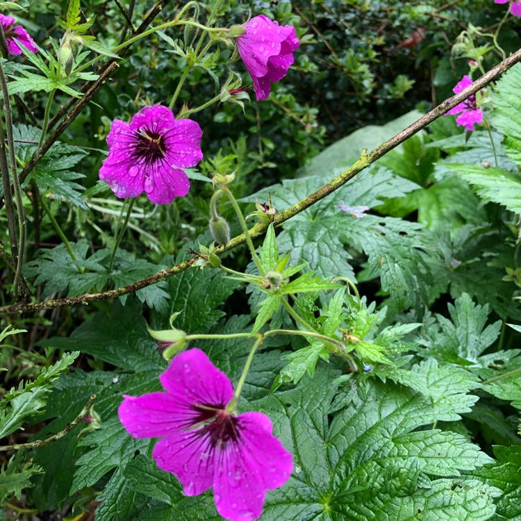 Plant image Geranium 'Anne Thomson'