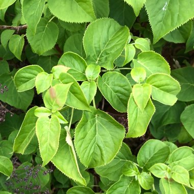 Cliff's garden