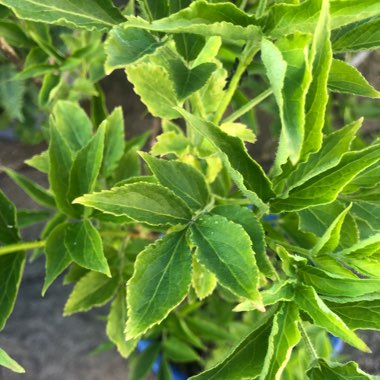 Common Elder
