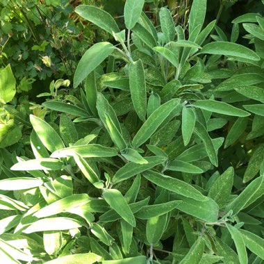 Garden Sage