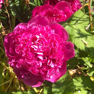 Peony