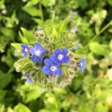 Green Alkanet