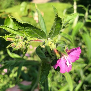 Great Willowherb