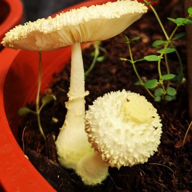 Fungus