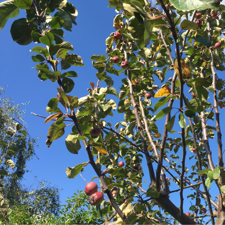Plant image Malus domestica 'Cox's Orange Pippin'
