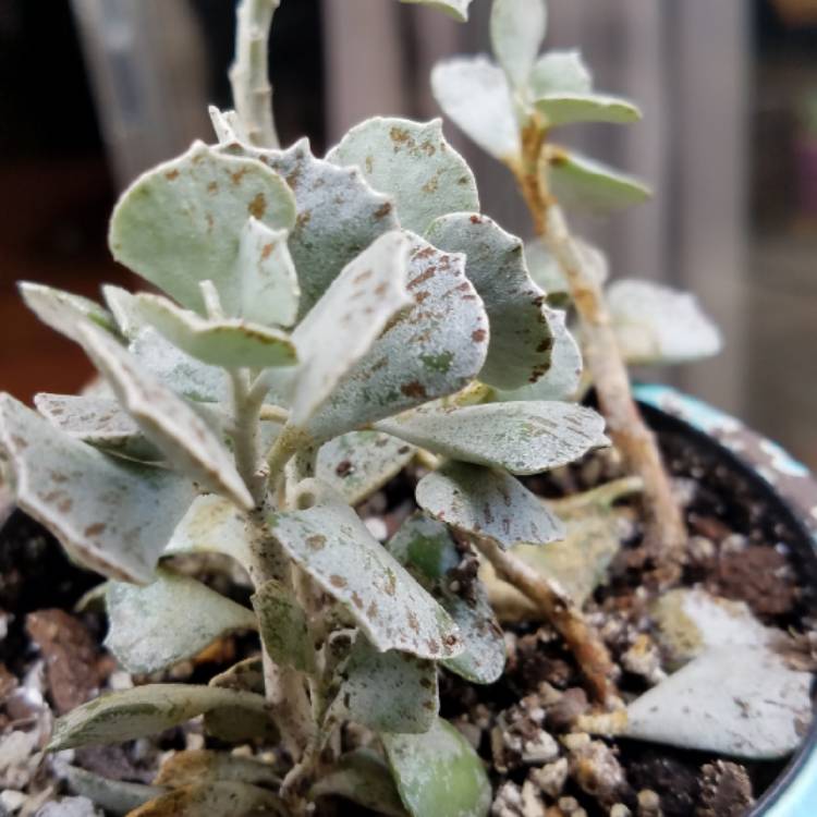plant image 806150